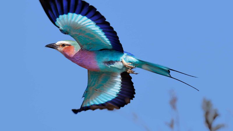 Lilac-breasted Roller