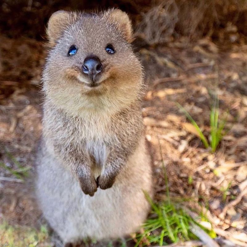 Quokka