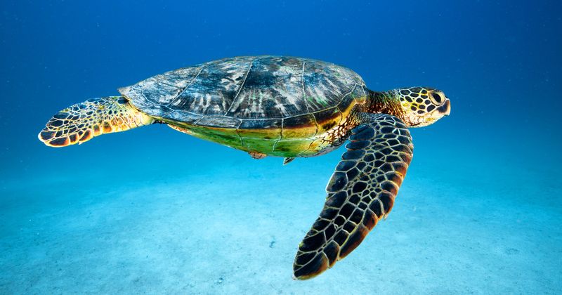 Green Sea Turtle