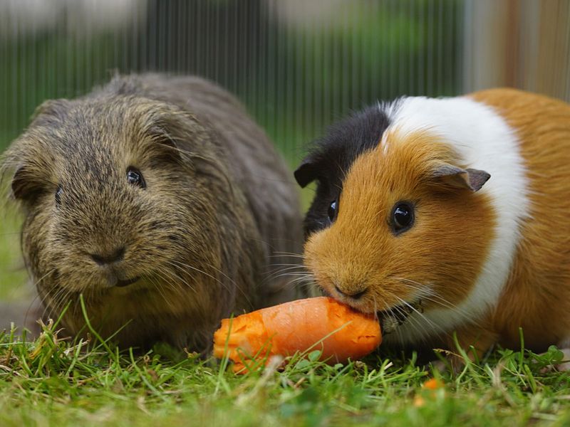 Guinea Pigs