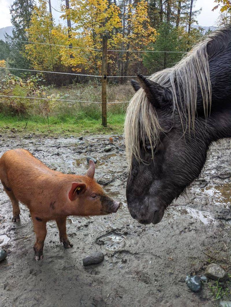 Pigs