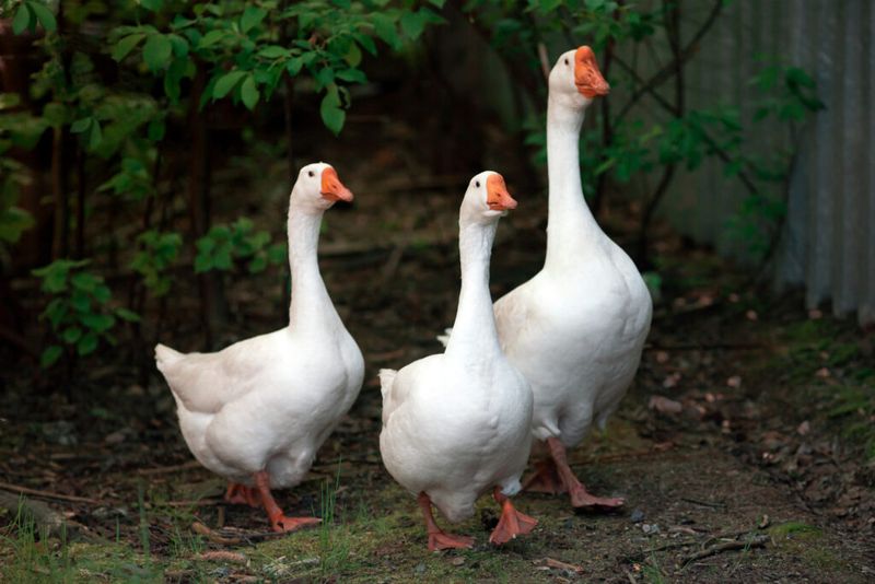 Geese