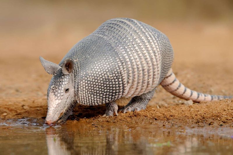 Sloths And Armadillos