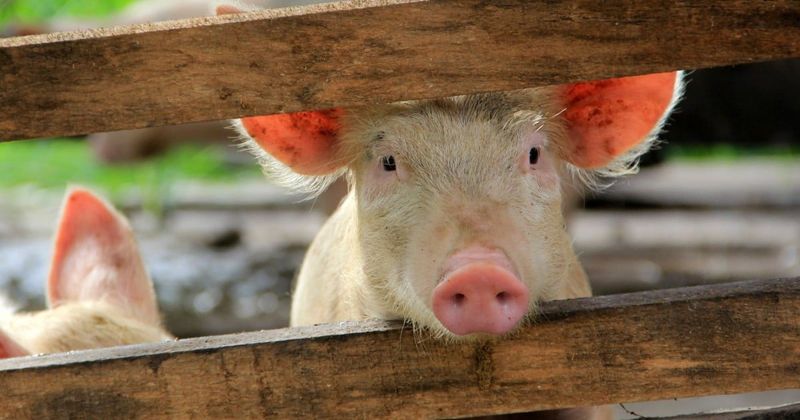 Pigs: Surprisingly Perceptive