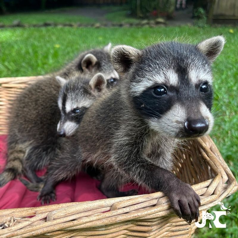Raccoon Parenting