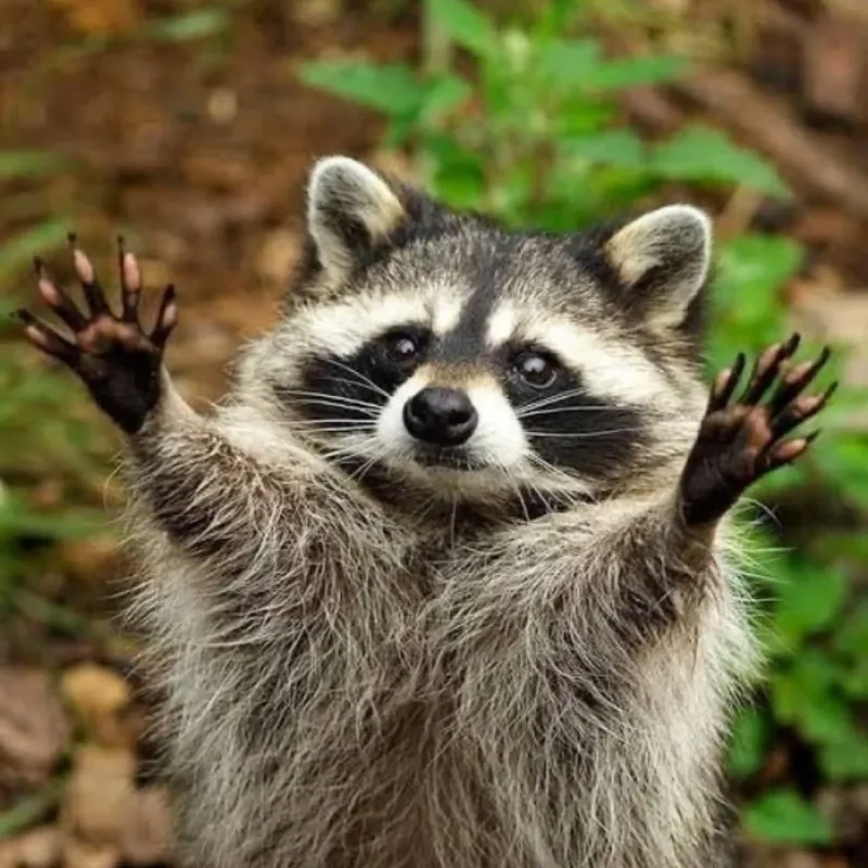 Raccoon’s Unique Fingerprints
