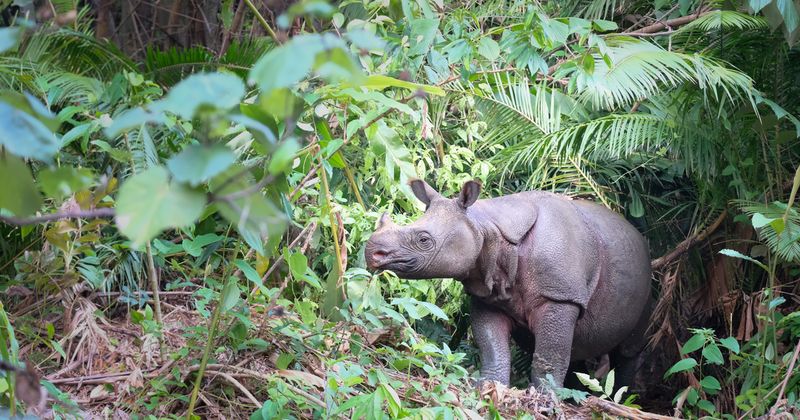 Silent Guardian: Javan Rhino