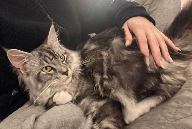 Maine Coon