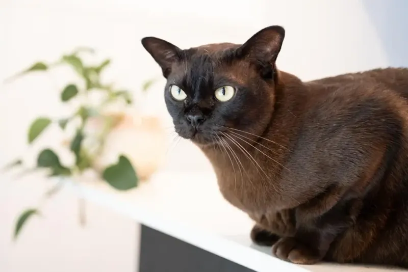 Burmese