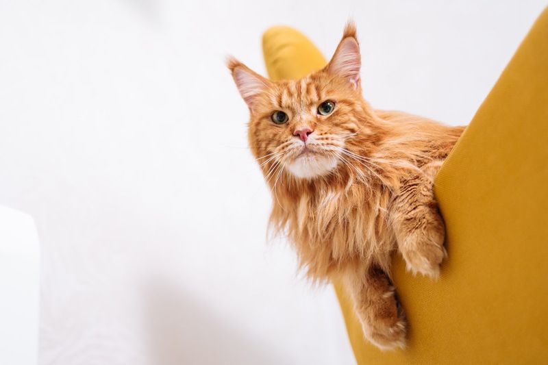 Maine Coon: Gentle Giants with Perceptive Hearts