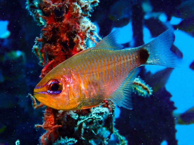 Cardinalfish