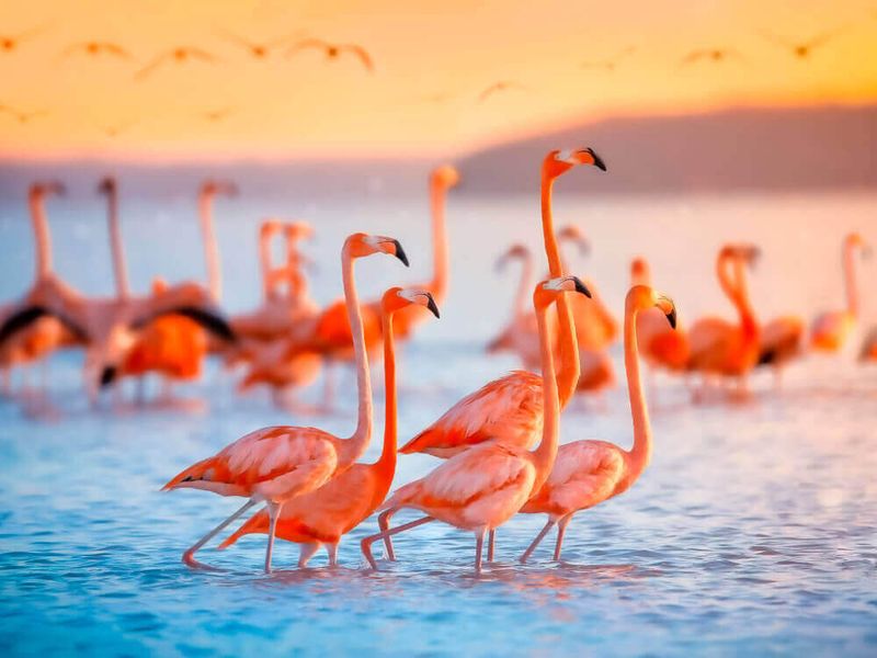 Flamingo