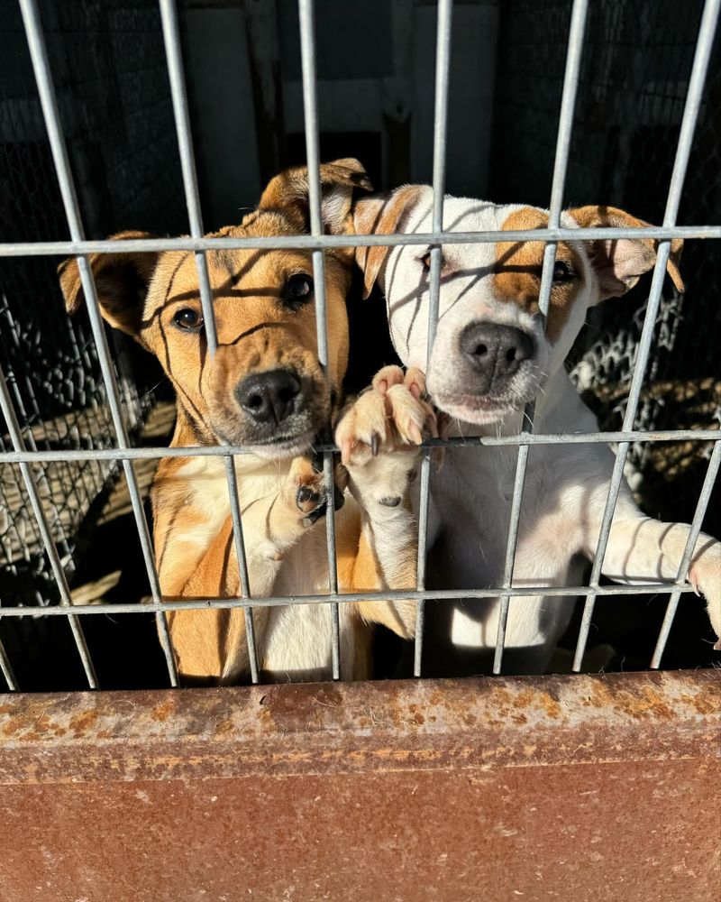 Raise Funds For Animal Charities