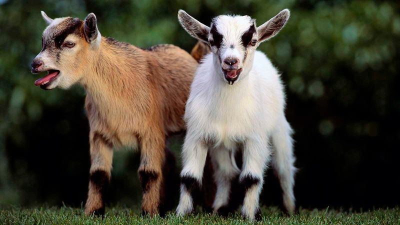 Goats