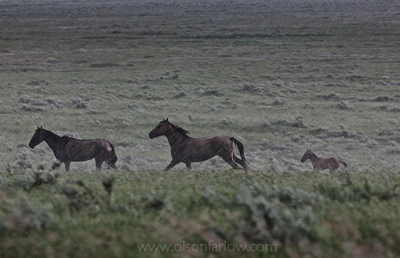 Horses Running Erratically