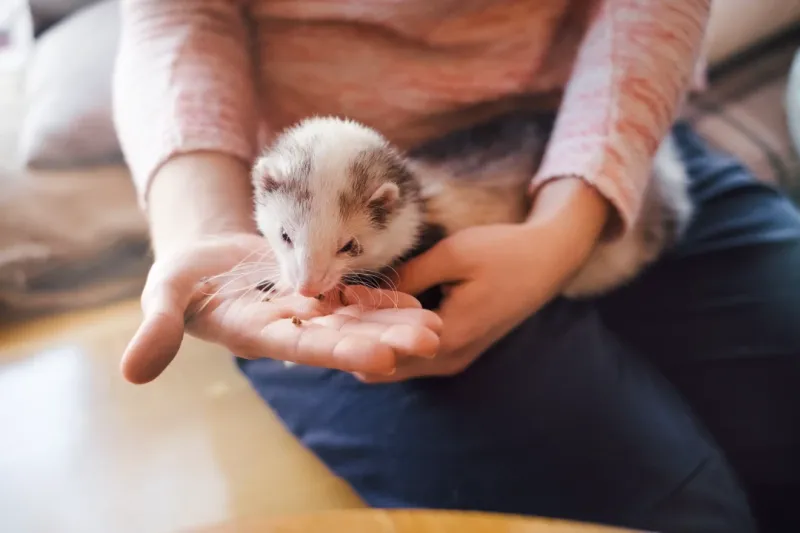Ferrets: Playful Intuitives