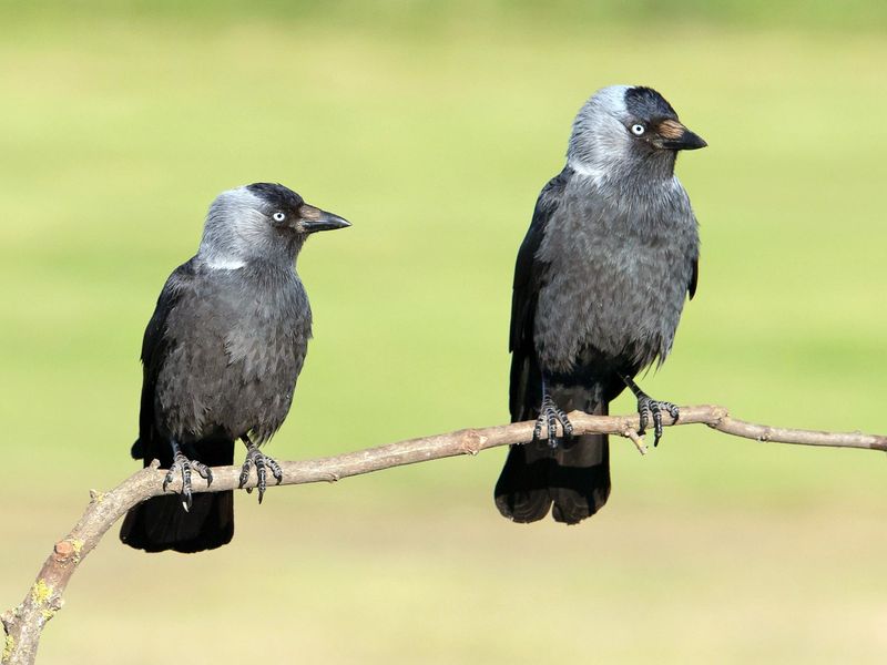 Jackdaw