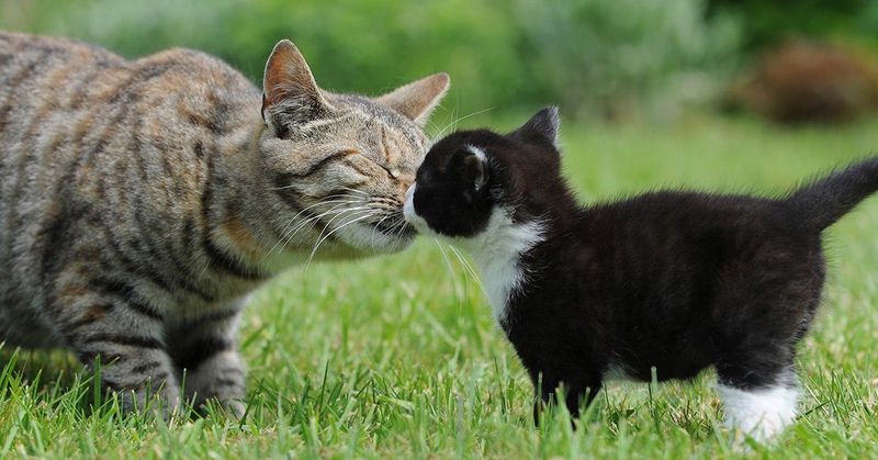Introducing New Pets Abruptly