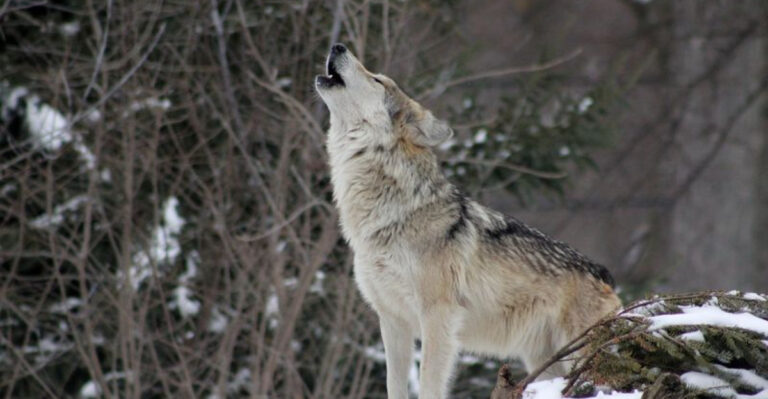 Reasons America Should Pay More Attention To Stories About Wolves In Folklore