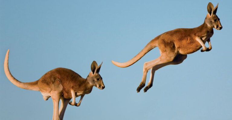 Reasons Why Kangaroos Use Their Tails For Balance