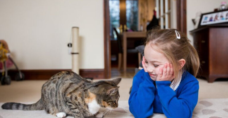 Reassuring A Cat That’s Been Through Many Homes: Tips And Techniques