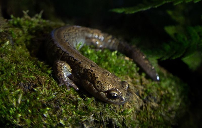 Siberian Salamander