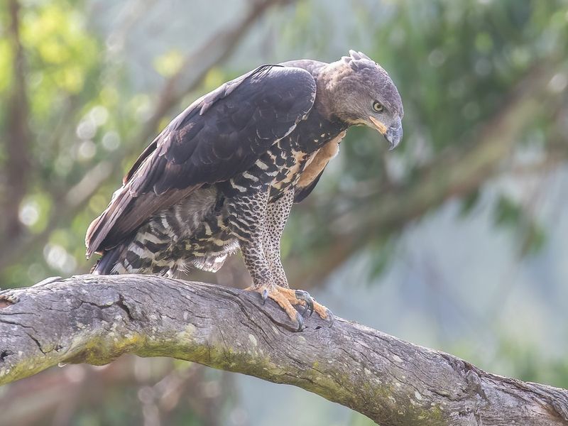 African Crowned Eagle