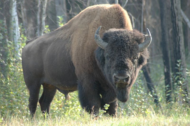 American Bison (Wood Bison)