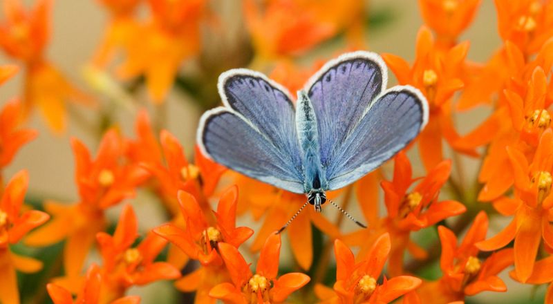 Karner Blue Butterfly