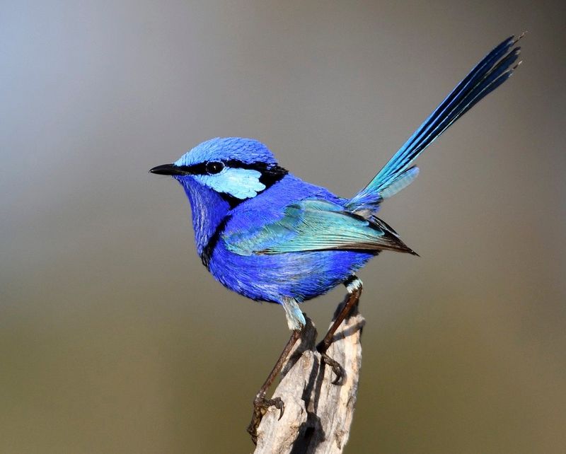 Splendid Fairywren