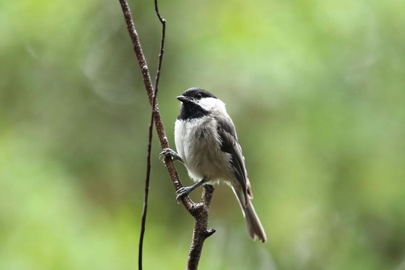 Chickadee