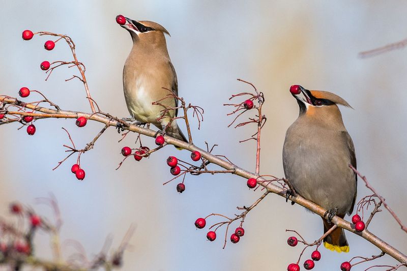 Cedar Waxwing
