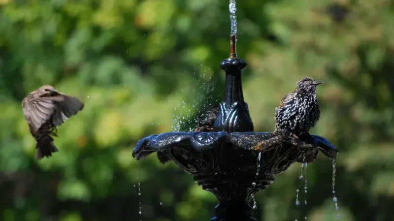 Provide Fresh Water Sources