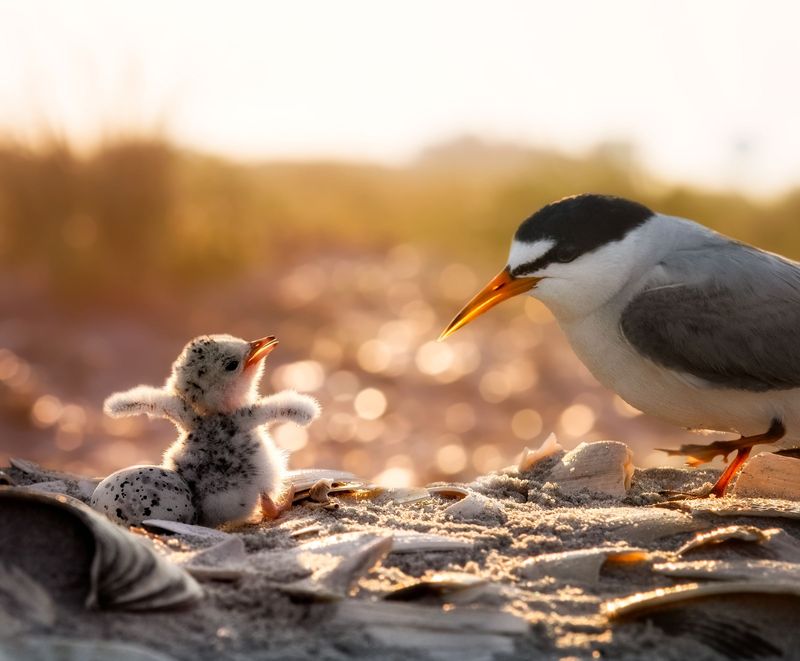 Support Conservation Organizations