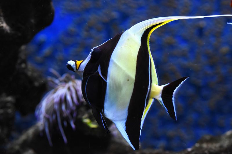 Moorish Idol
