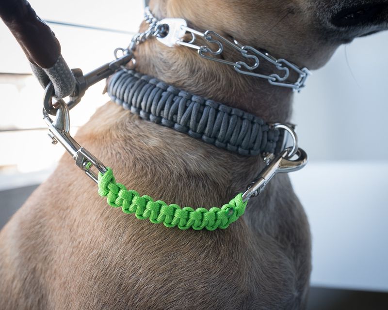 Have A Backup Collar Ready