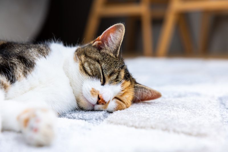 Stress Reduction For Healthier Fur