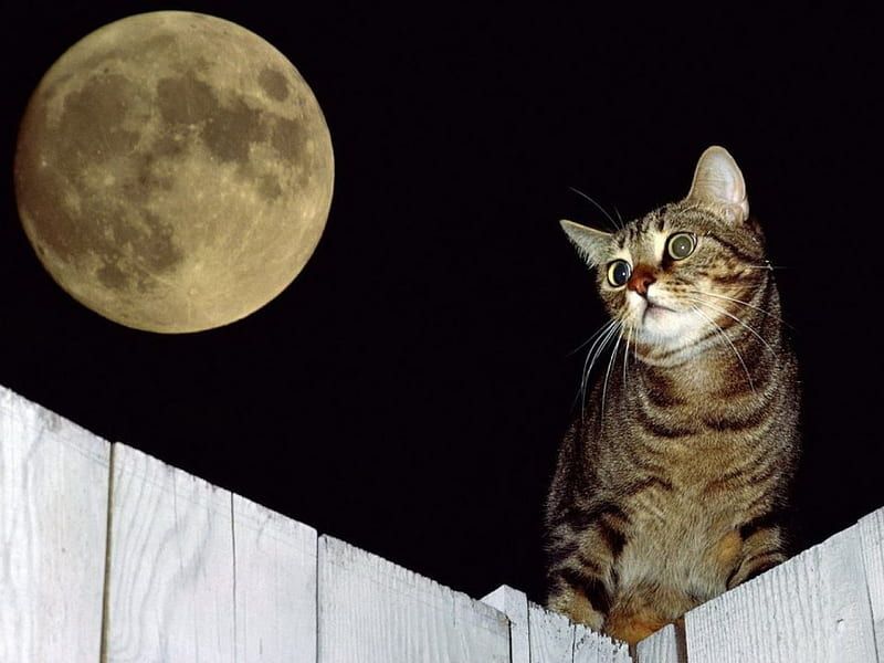 Magical Moonlight