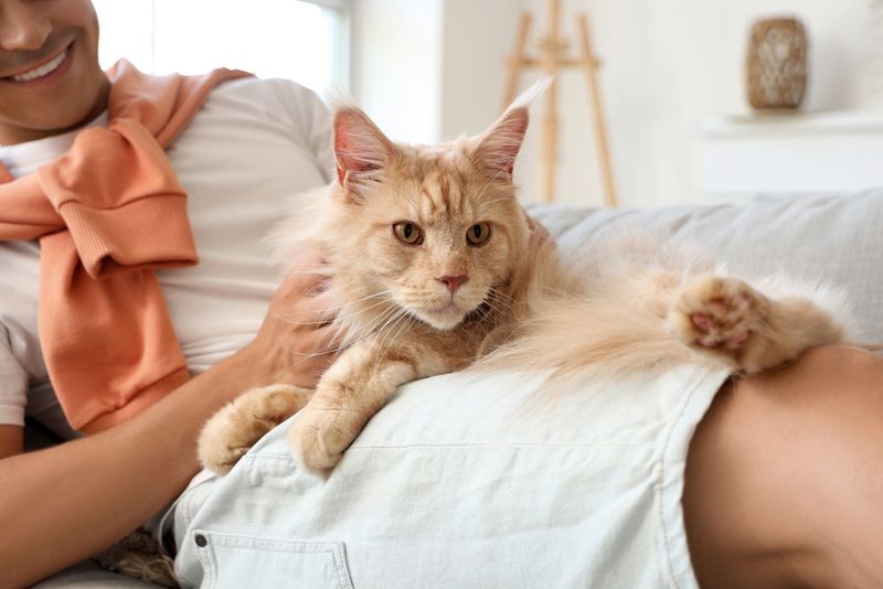Claiming Your Lap Like Territory