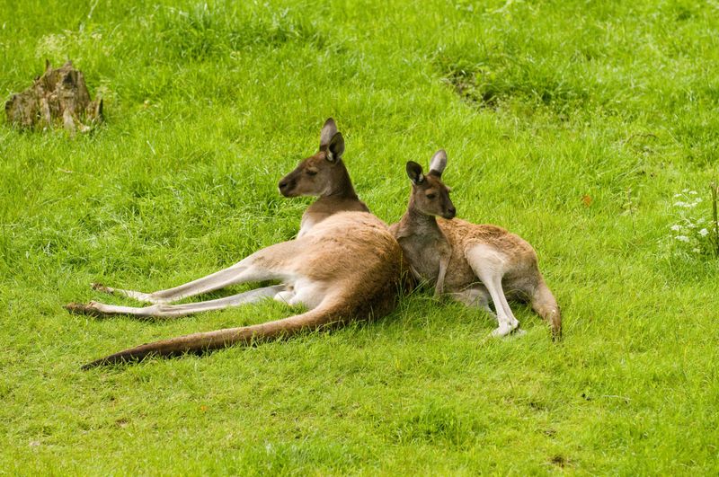Daytime Dwellers