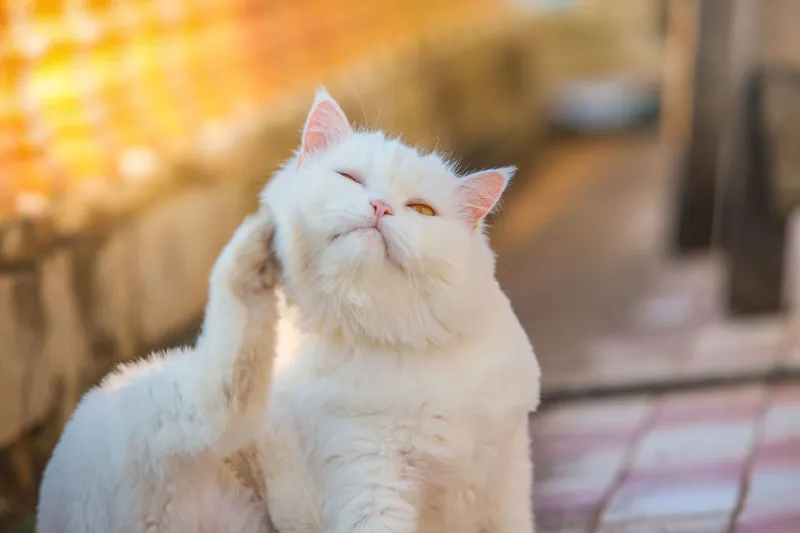 Allergy Management Improves Coat Condition