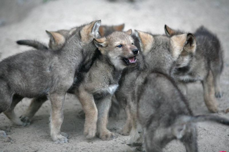 Pup Development