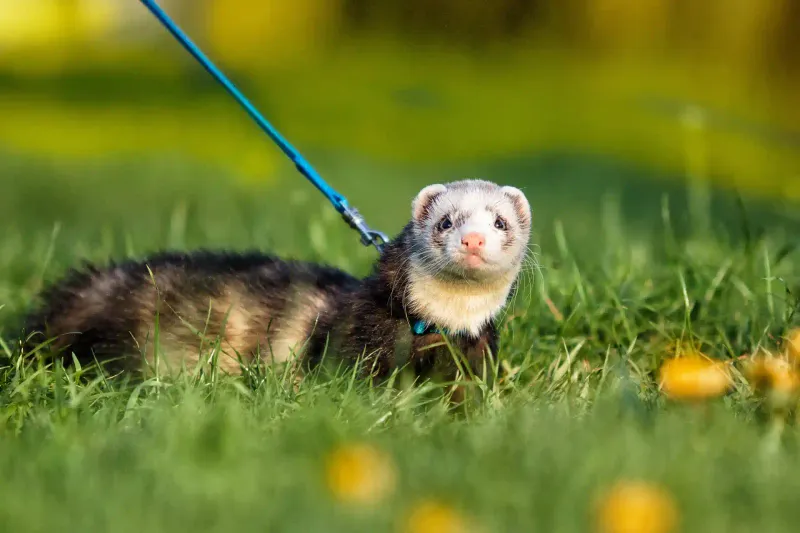 Ferrets