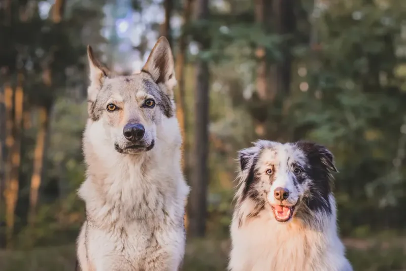 The History Of Wolf-Dog Hybridization