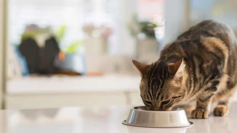 Consistent Feeding Schedule