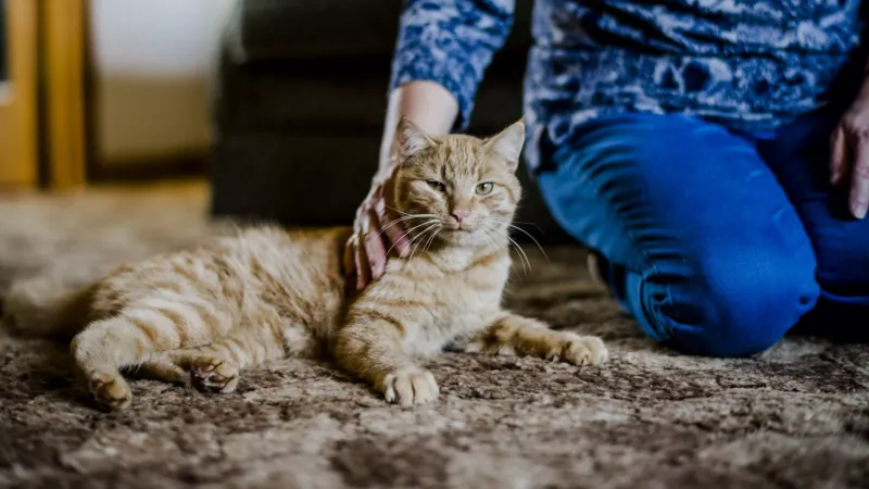 Attachment To Living Companions