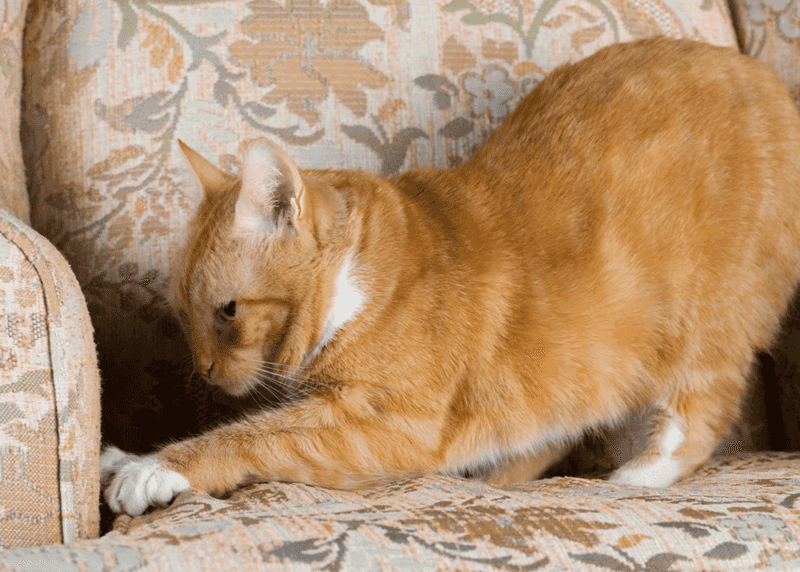 Use Clicker Training For Behavioral Problems