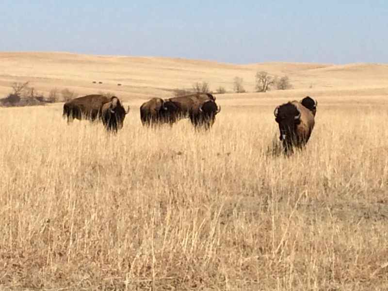 Kansas: Underwhelming Prairie Remnants