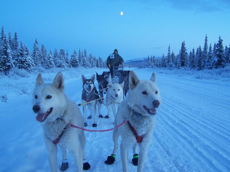 Siberian Husky's Winter Wonderland