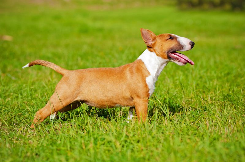 Bull Terrier: The Cheerful Fighter